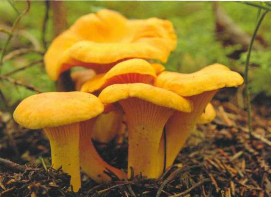 Pilze